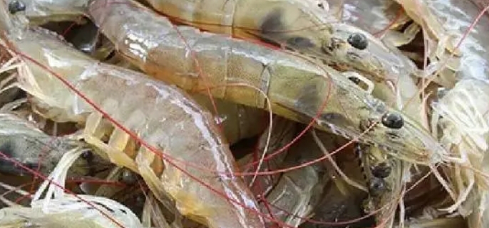 活虾怎么保存为最新鲜 活虾当天不吃怎么保存 - 蜜厨房